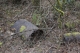 Disobedient Nature (12 of 20).jpg