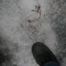 Foot on ice