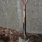 Borrowed Shovel