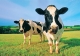 Cows: "Moo!"