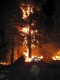 fire in the tree-ant#10004.jpg