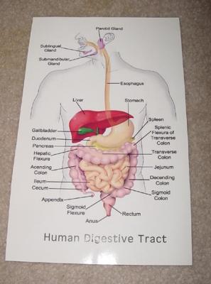 digestive tract.jpg