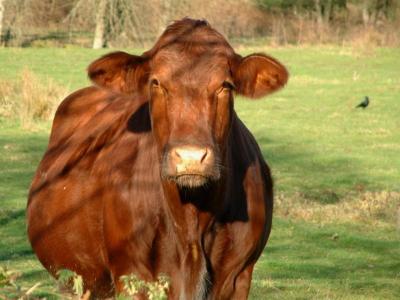 browncow.jpg