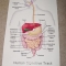 digestive tract.jpg digestive tract.jpg