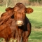 browncow.jpg browncow.jpg