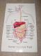 digestive tract.jpg