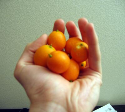 kumquats.jpg