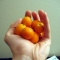 kumquats.jpg