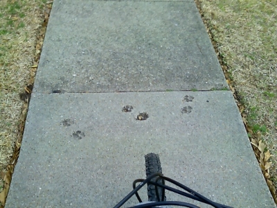 Dog Prints