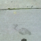 Footprint