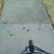 Dog Prints