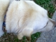 Kid's dog