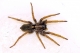 Brown Recluse