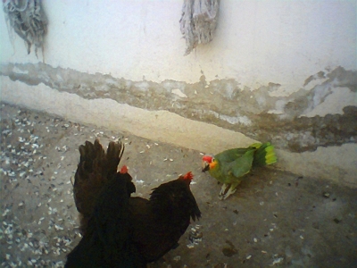 Fight 2