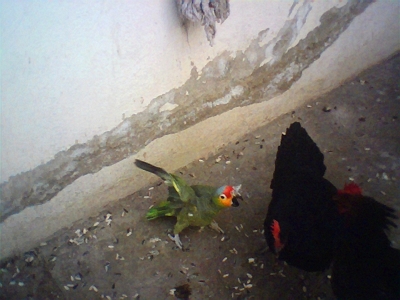 Fight