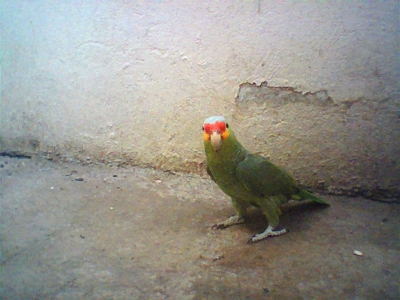 Pulguita