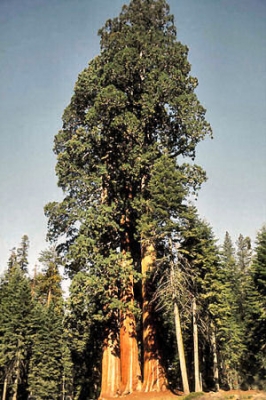 tree.jpg