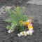 sapling.jpg sapling.jpg
