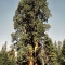 tree.jpg