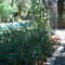 Rosemary