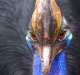 cassowary.jpg