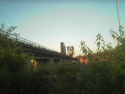 lambsquarters under the track