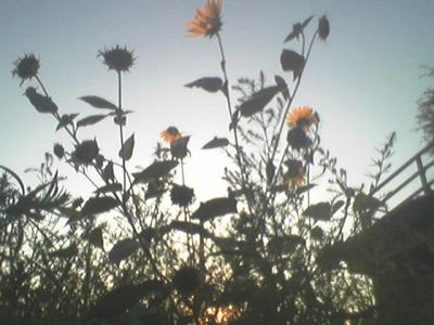sunflowers