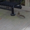 Random man agrees that the squirrel is cosplaying...