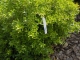 In a bush.