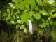 Another bush.