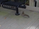 Random man agrees that the squirrel is cosplaying...
