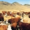 Cattle lowing