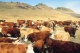 Cattle lowing