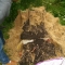 dirtpile - 11.jpg