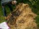 dirtpile - 10.jpg