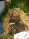 dirtpile - 11.jpg