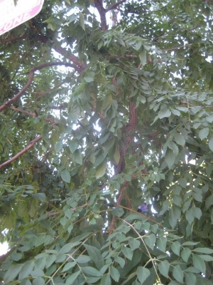 Tree3.JPG Tree3.JPG
