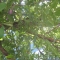 Tree4.JPG Tree4.JPG