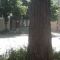 Tree6.JPG Tree6.JPG