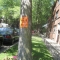 Tree7.JPG Tree7.JPG