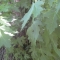 Tree9.JPG Tree9.JPG