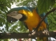 2.1 parrots.JPG