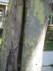 Tree10.JPG