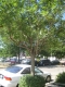 Tree2.JPG