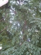 Tree3.JPG