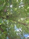 Tree4.JPG