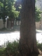 Tree6.JPG