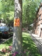Tree7.JPG