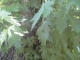 Tree9.JPG