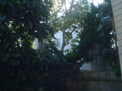 My back yard